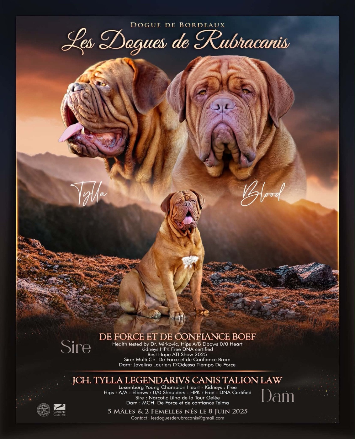 1 ère portée les dogues de Rubracanis