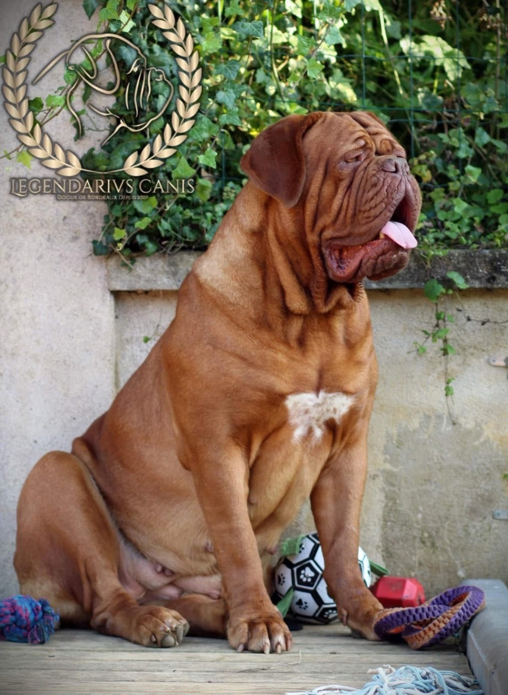 Tylla legendarivs canis talion law