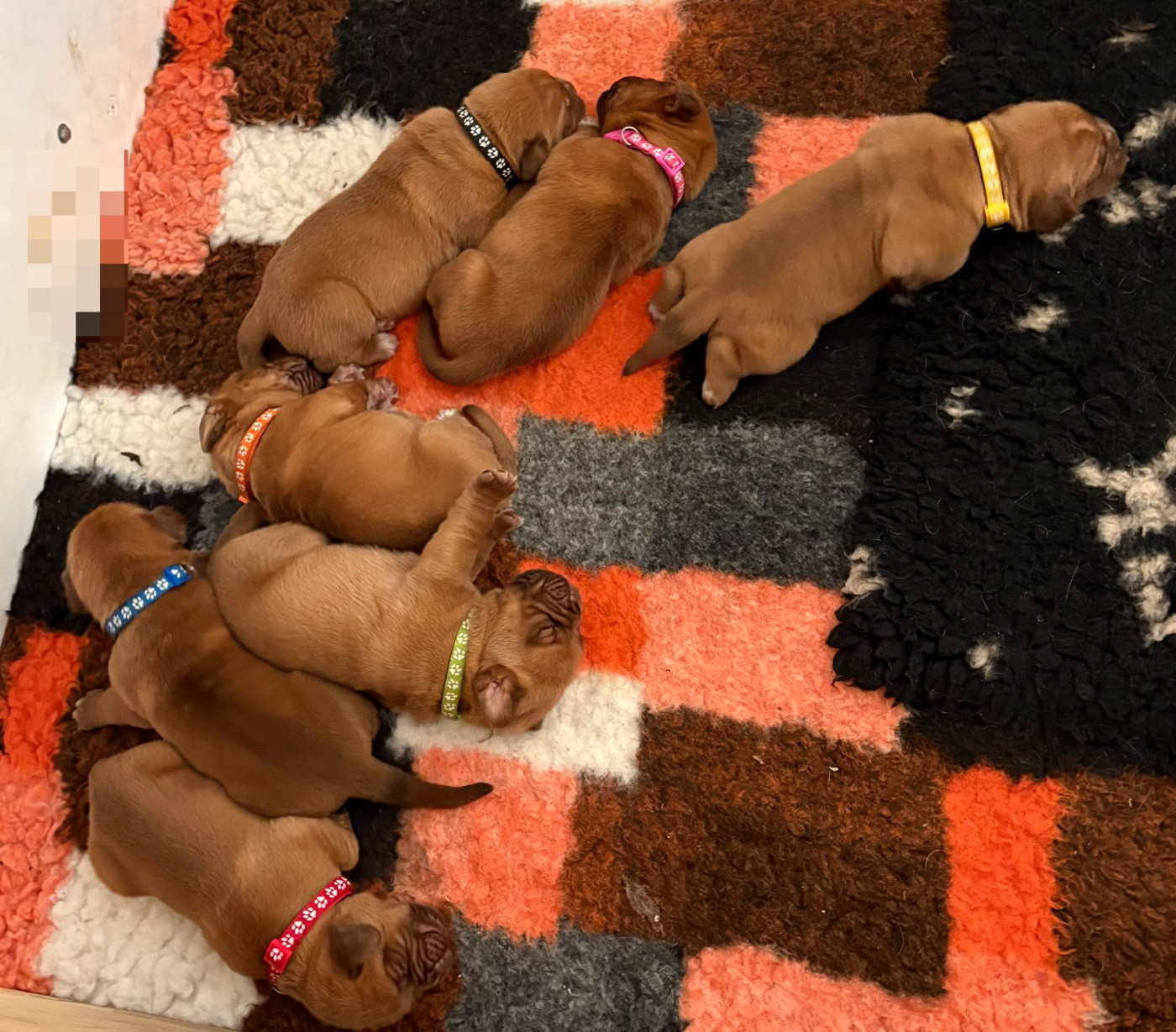 Chiot Dogue de Bordeaux Les Dogues De Rubracanis