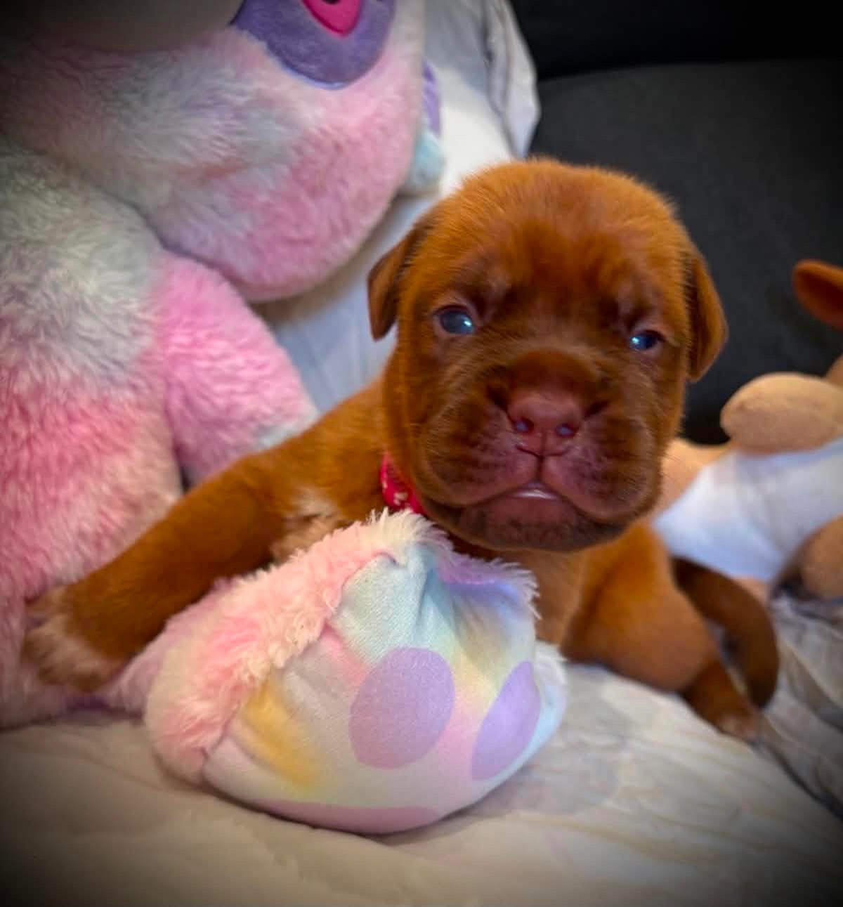 Les Dogues De Rubracanis - Chiots disponibles - Dogue de Bordeaux