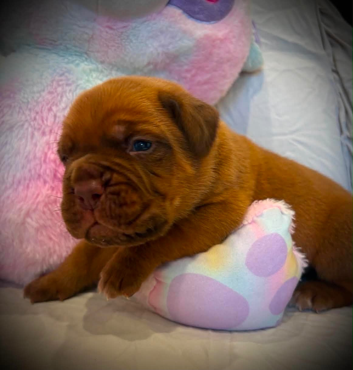 Les Dogues De Rubracanis - Chiots disponibles - Dogue de Bordeaux