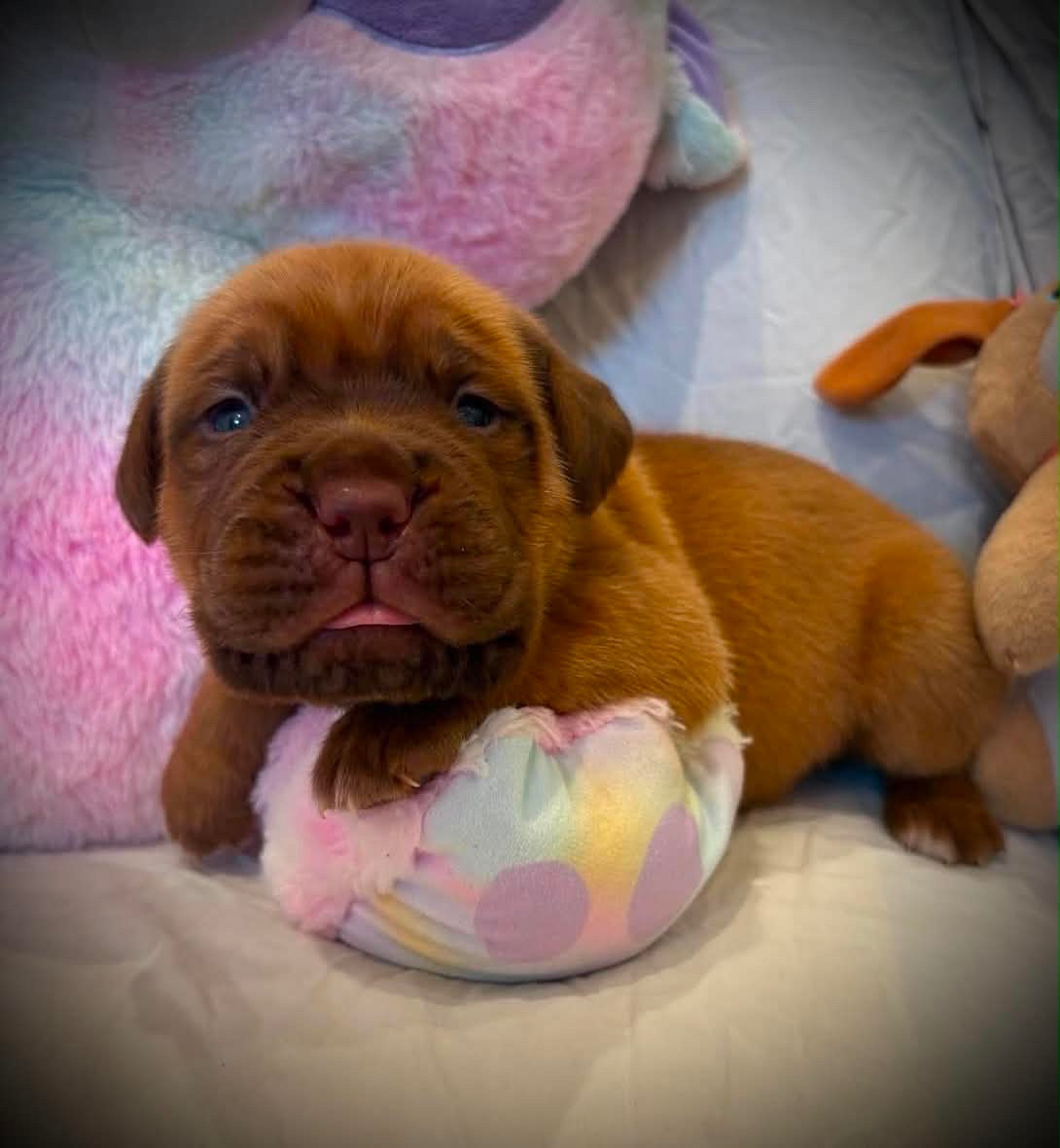 Les Dogues De Rubracanis - Chiots disponibles - Dogue de Bordeaux