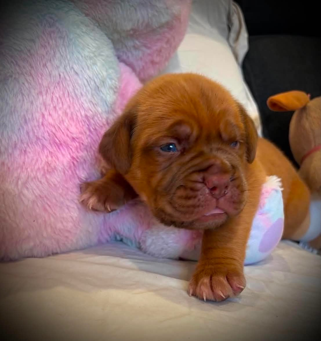 Les Dogues De Rubracanis - Chiots disponibles - Dogue de Bordeaux