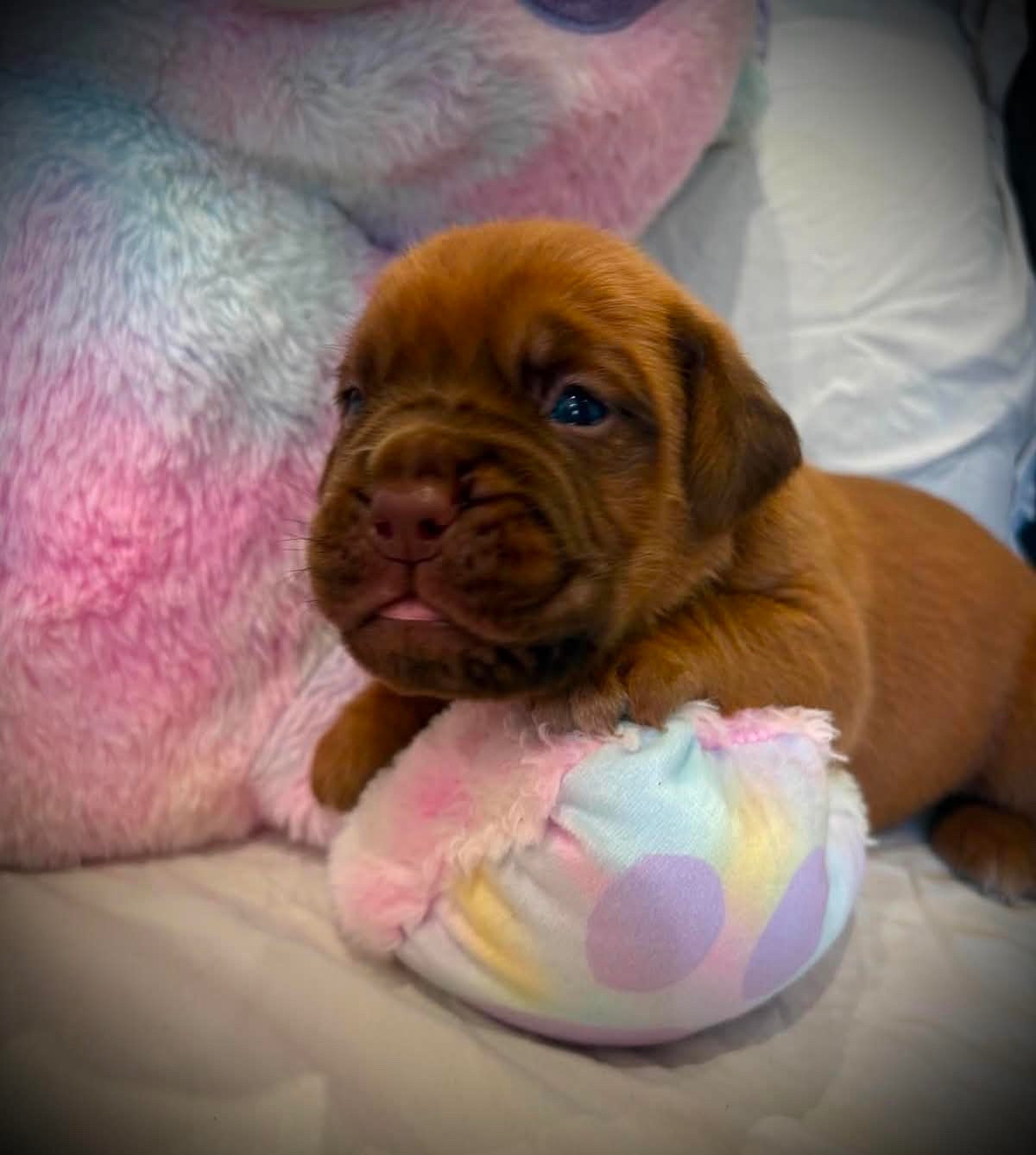 Les Dogues De Rubracanis - Chiots disponibles - Dogue de Bordeaux