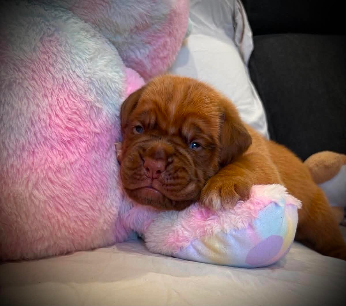 Les Dogues De Rubracanis - Chiots disponibles - Dogue de Bordeaux
