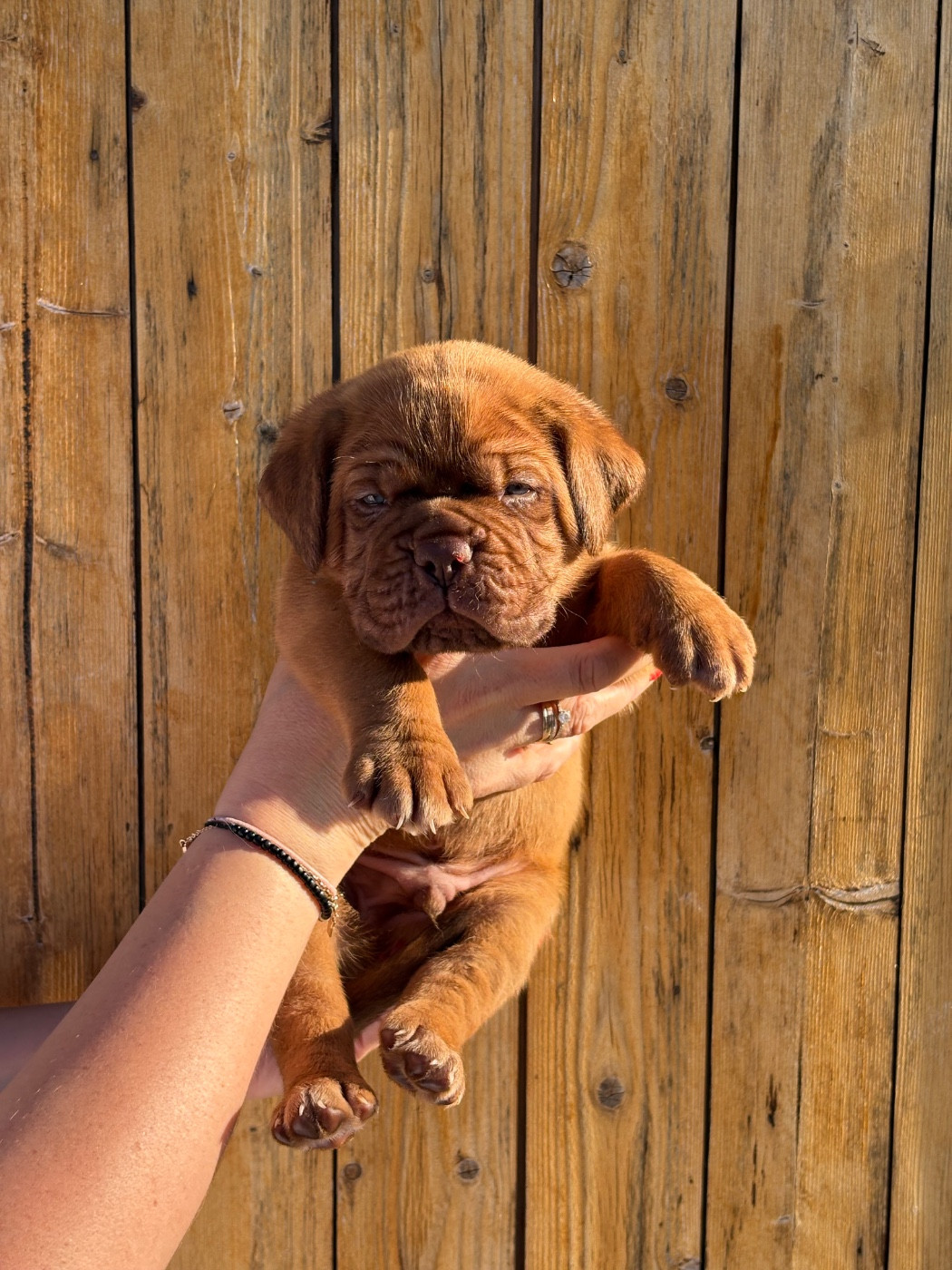Les Dogues De Rubracanis - Chiots disponibles - Dogue de Bordeaux