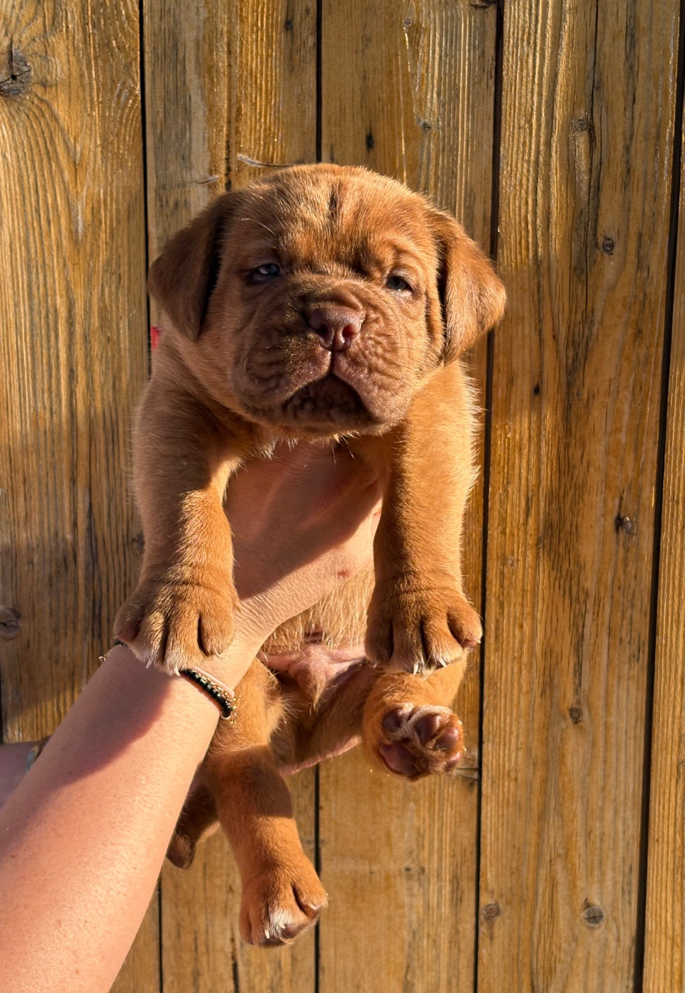 Les Dogues De Rubracanis - Chiots disponibles - Dogue de Bordeaux
