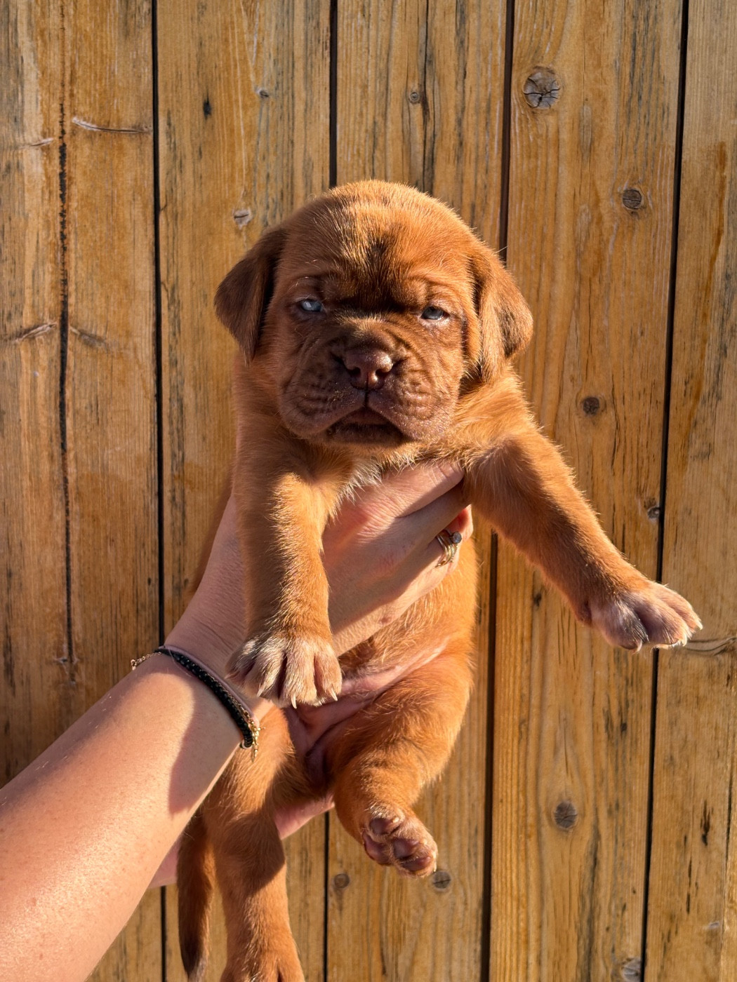 Les Dogues De Rubracanis - Chiots disponibles - Dogue de Bordeaux