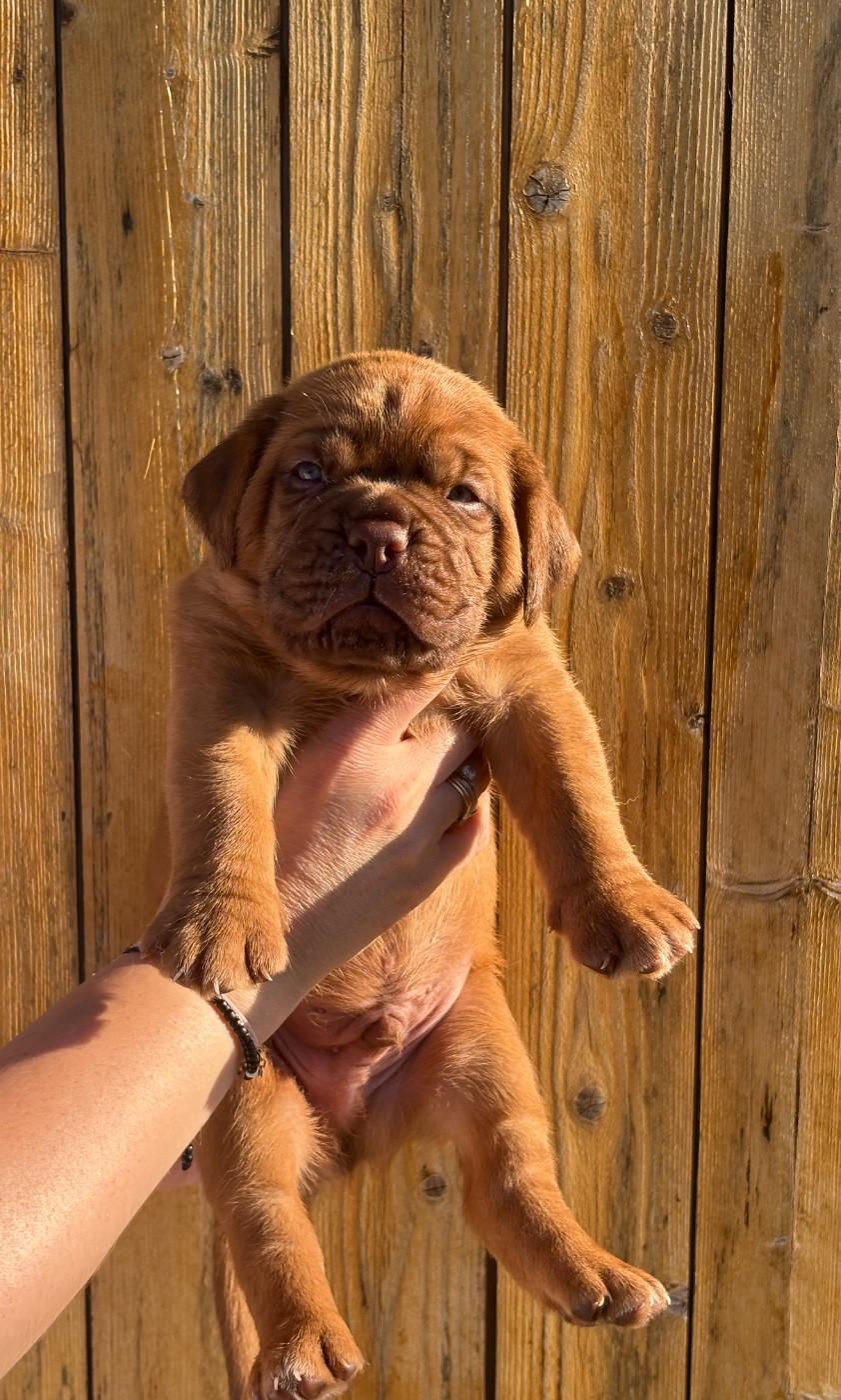 Les Dogues De Rubracanis - Chiots disponibles - Dogue de Bordeaux