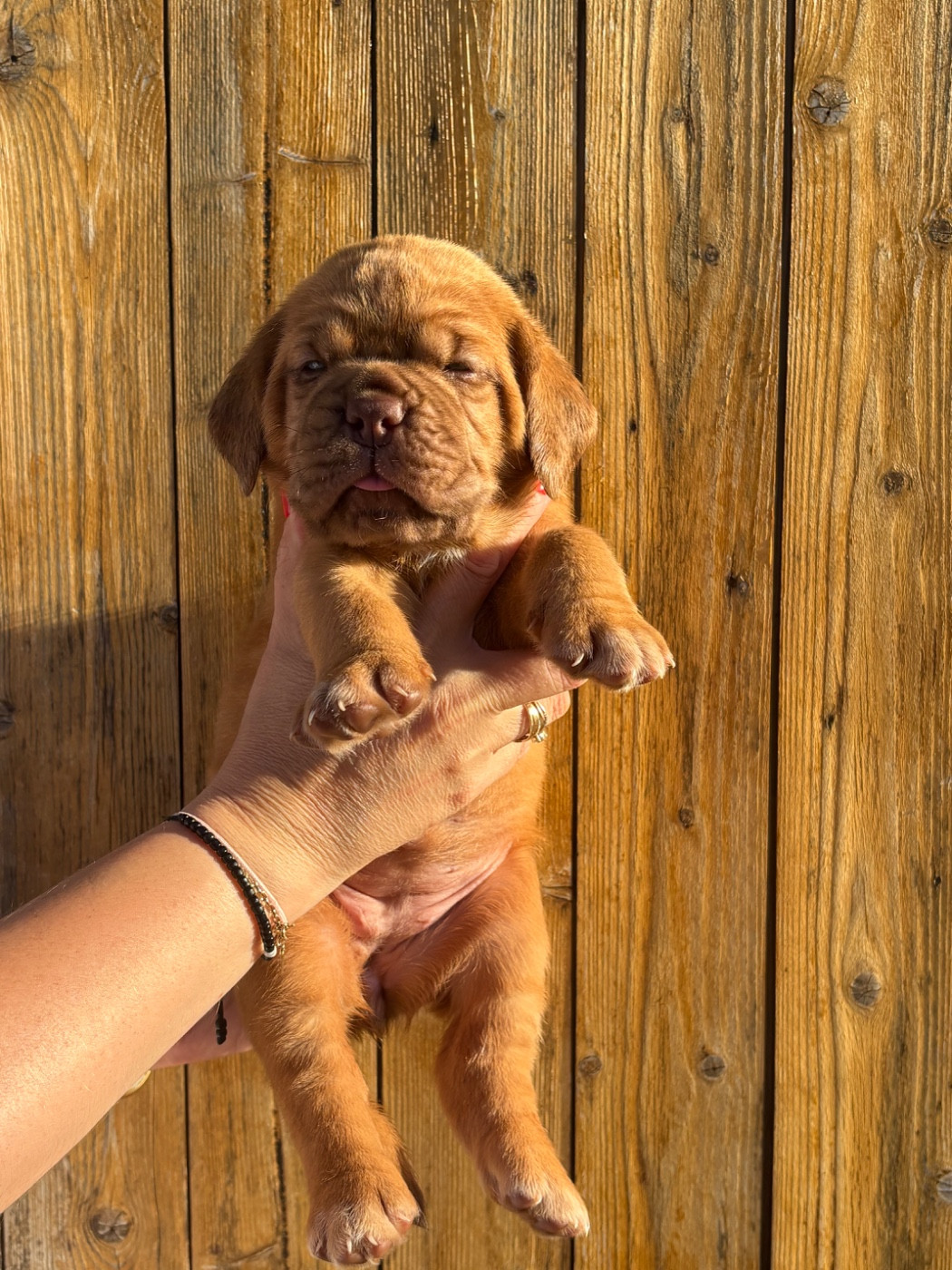 Les Dogues De Rubracanis - Chiots disponibles - Dogue de Bordeaux