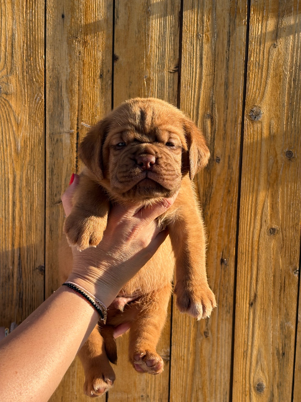 Les Dogues De Rubracanis - Chiots disponibles - Dogue de Bordeaux
