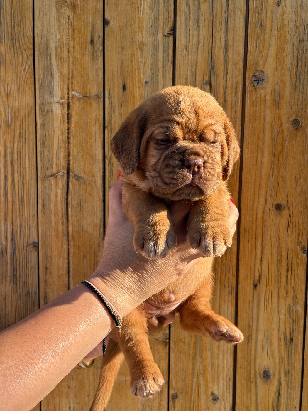 Les Dogues De Rubracanis - Chiots disponibles - Dogue de Bordeaux